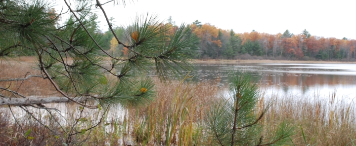 autumn scene with lake and pine tree in foreground
