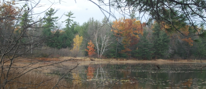 fall tress reflected in lake
